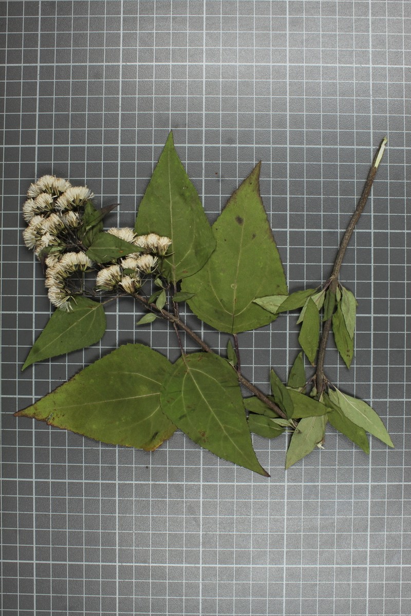 Ageratina mairetiana photo 4