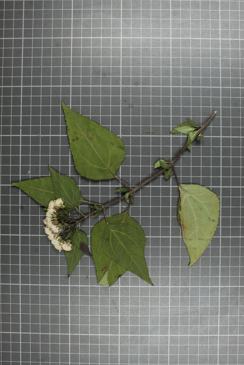 Ageratina mairetiana photo 5