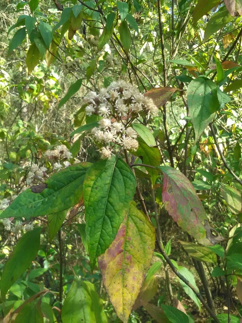 Ageratina mairetiana photo 6