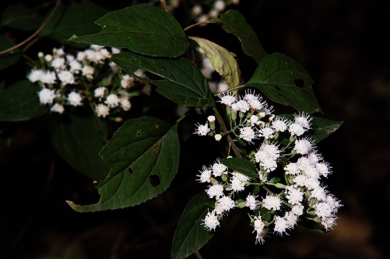 Ageratina mairetiana photo 7