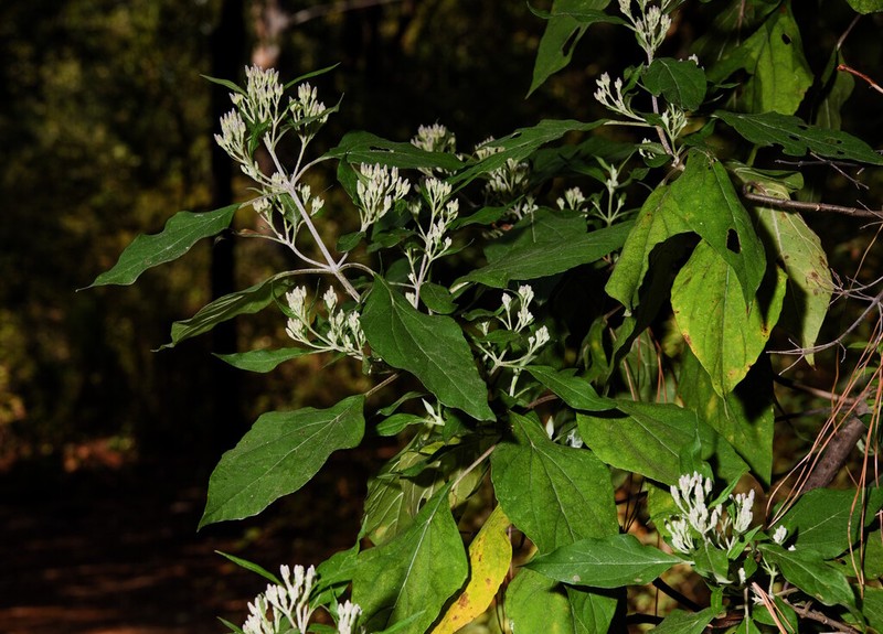 Ageratina mairetiana photo 8