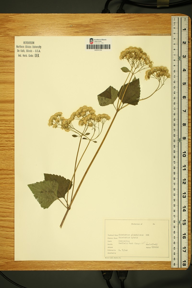 Ageratina mairetiana var. mairetiana