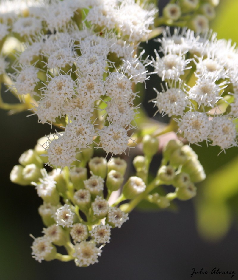 Ageratina malacolepis photo 2