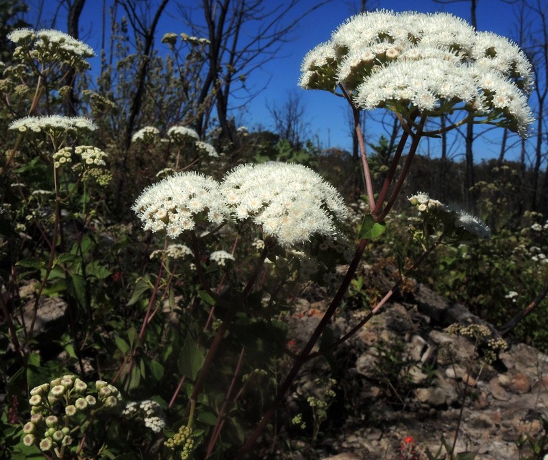 Ageratina malacolepis photo 3
