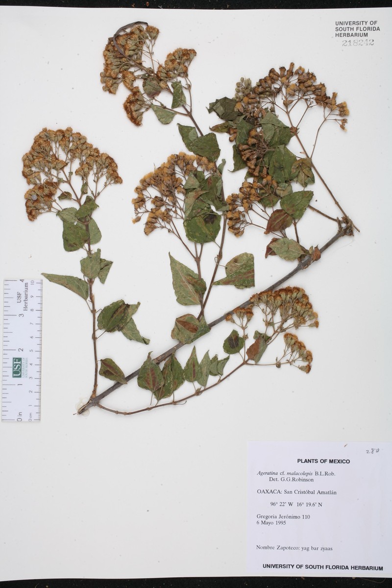 Ageratina malacolepis photo 4
