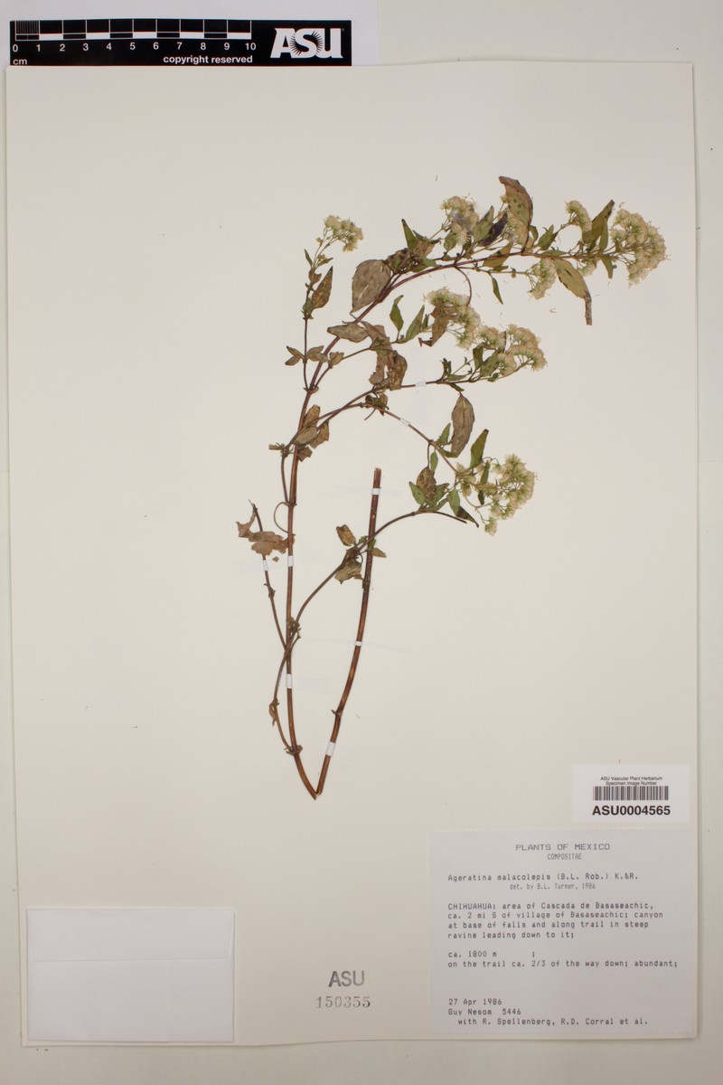 Ageratina malacolepis photo 5