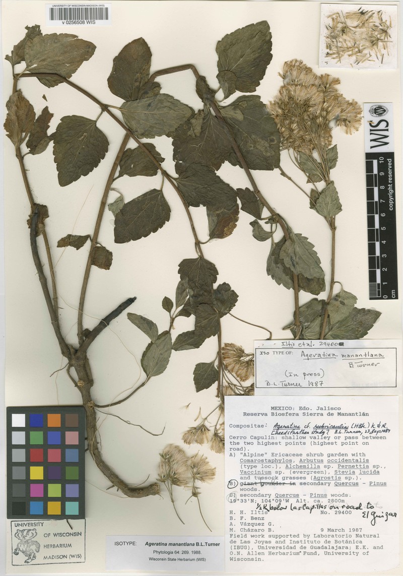 Ageratina manantlana photo 2