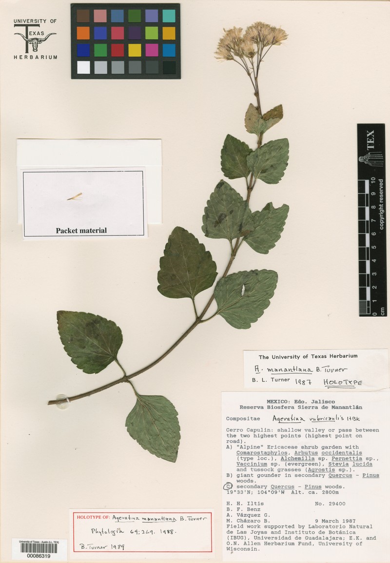 Ageratina manantlana