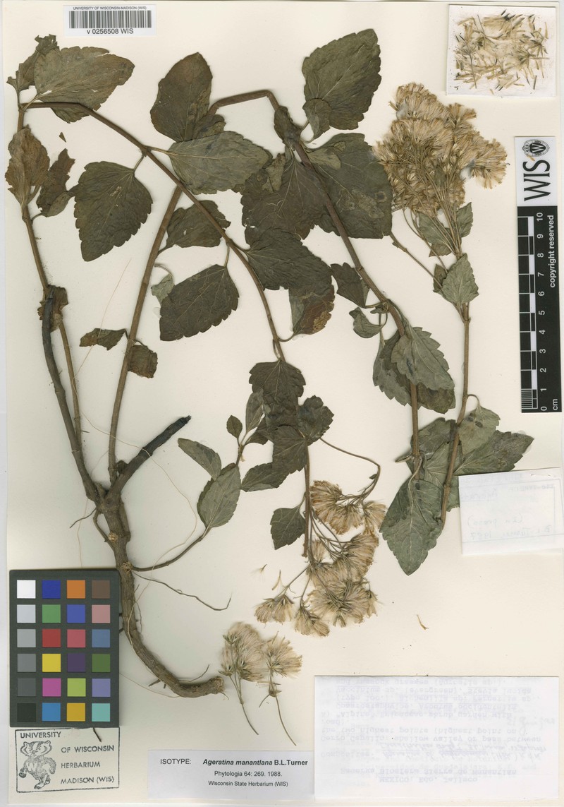 Ageratina manantlana photo 2