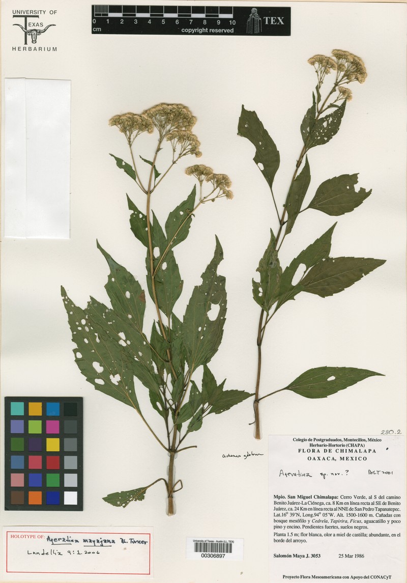 Ageratina mayajana