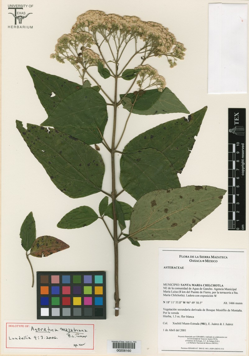 Ageratina mazatecana