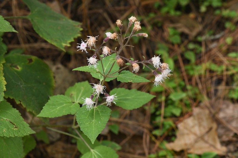 Ageratina miahuatlana
