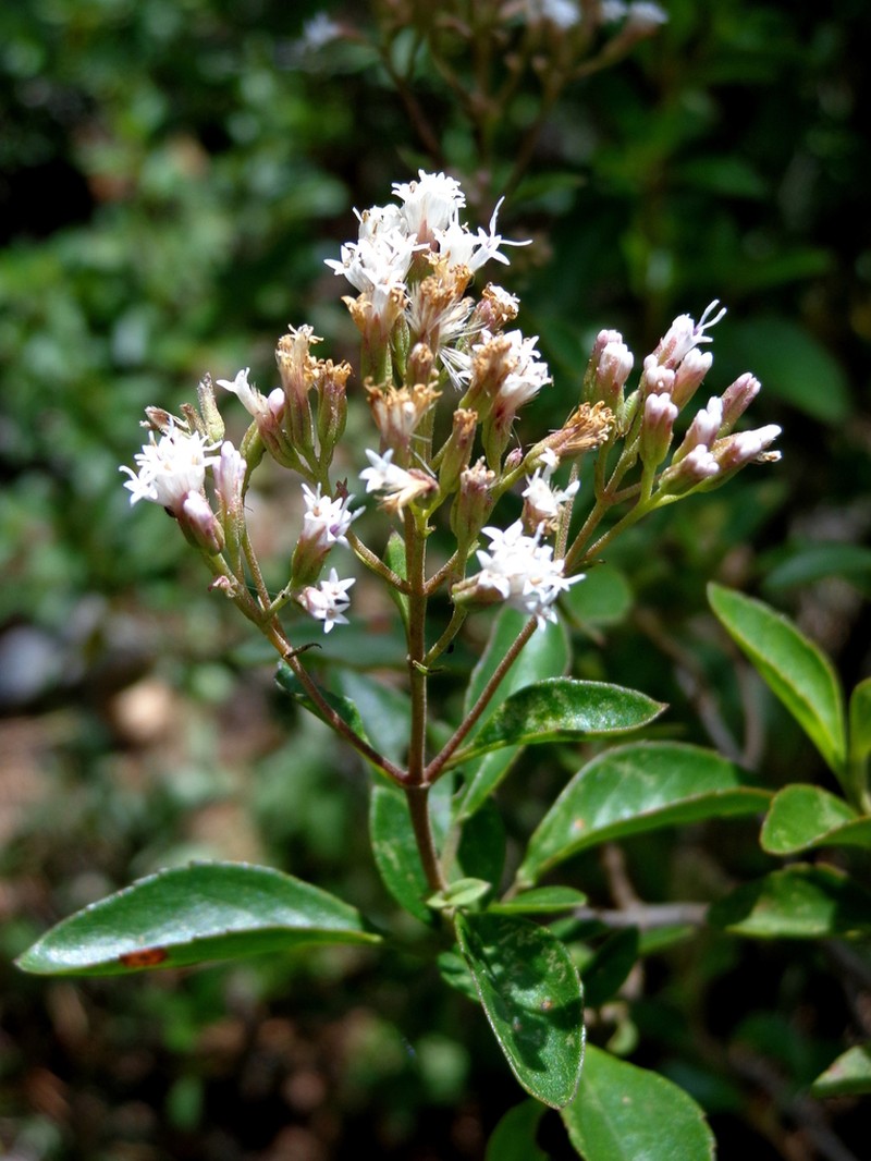 Ageratina miquihuana