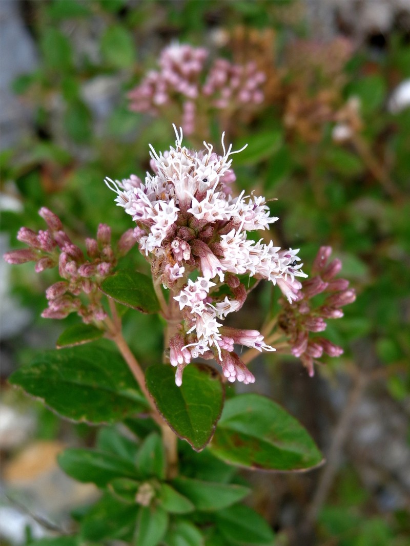 Ageratina miquihuana photo 2