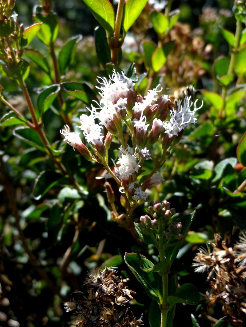 Ageratina miquihuana photo 4