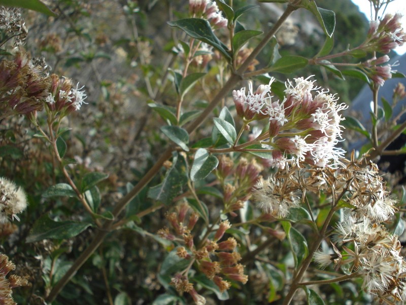 Ageratina miquihuana photo 5