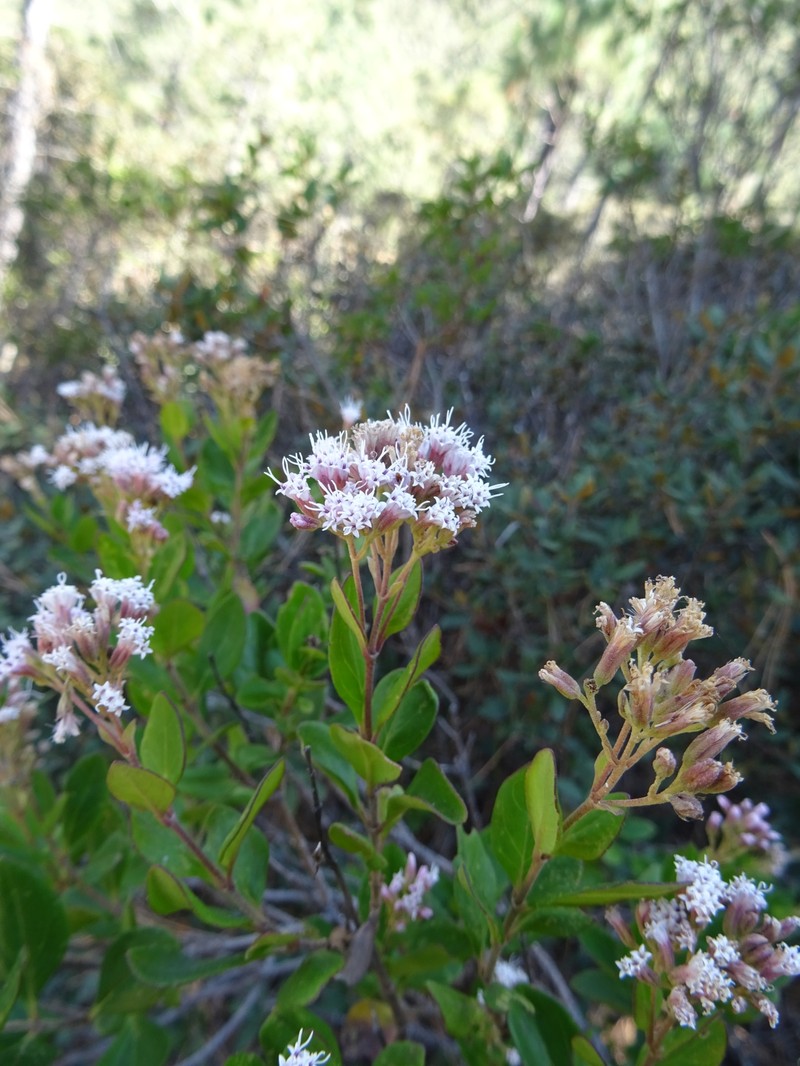 Ageratina miquihuana photo 6