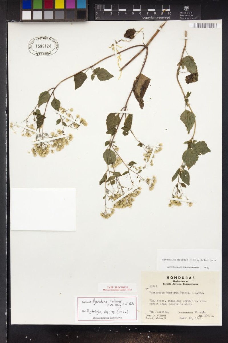 Ageratina molinae photo 2