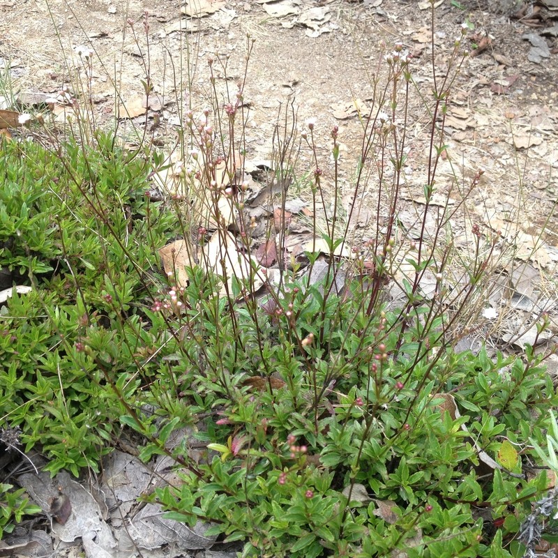 Ageratina muelleri photo 4