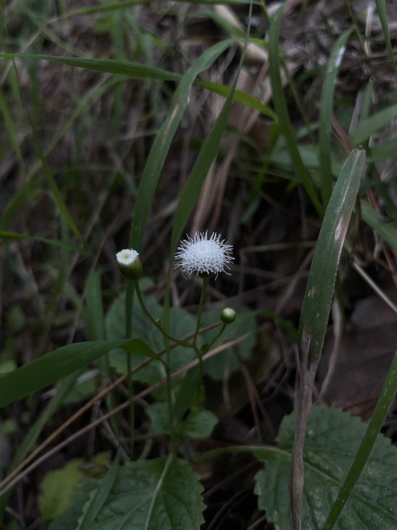Ageratina muelleri photo 5