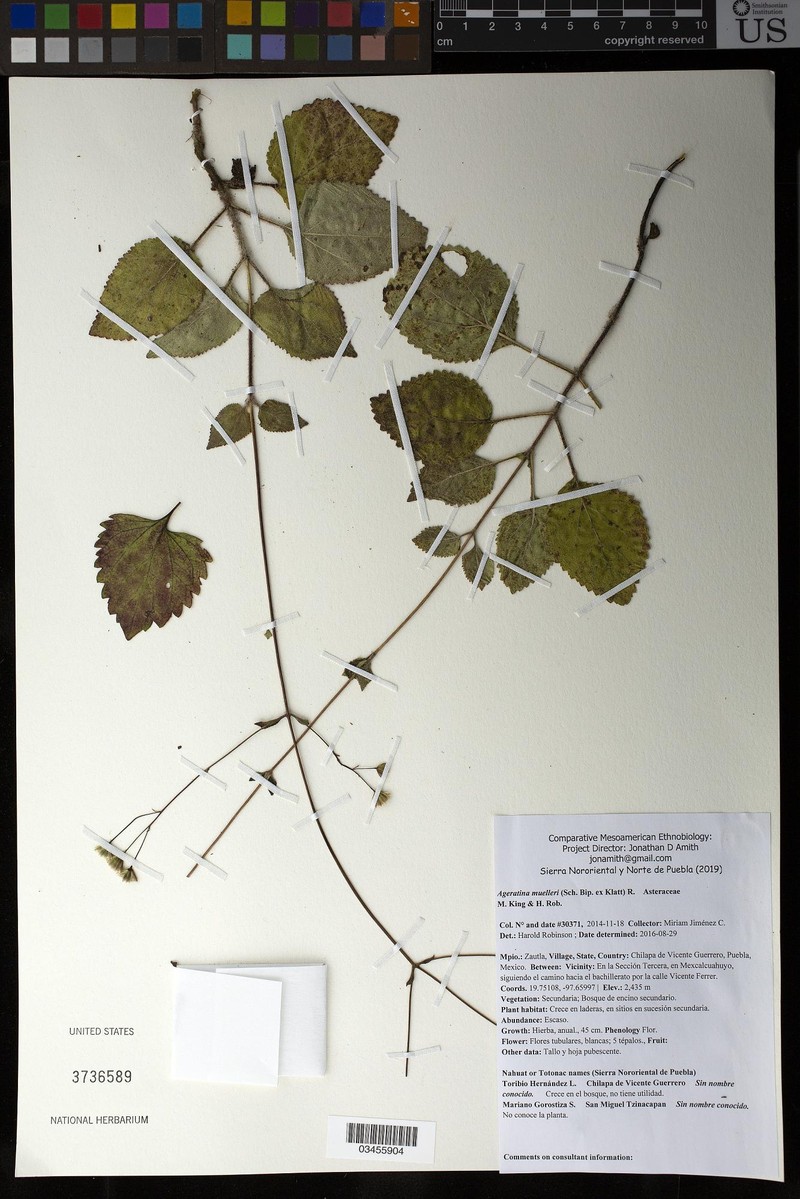 Ageratina muelleri photo 6