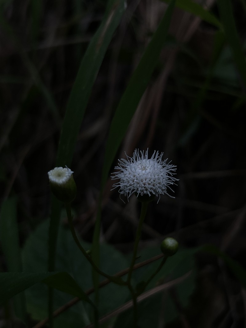 Ageratina muelleri photo 2