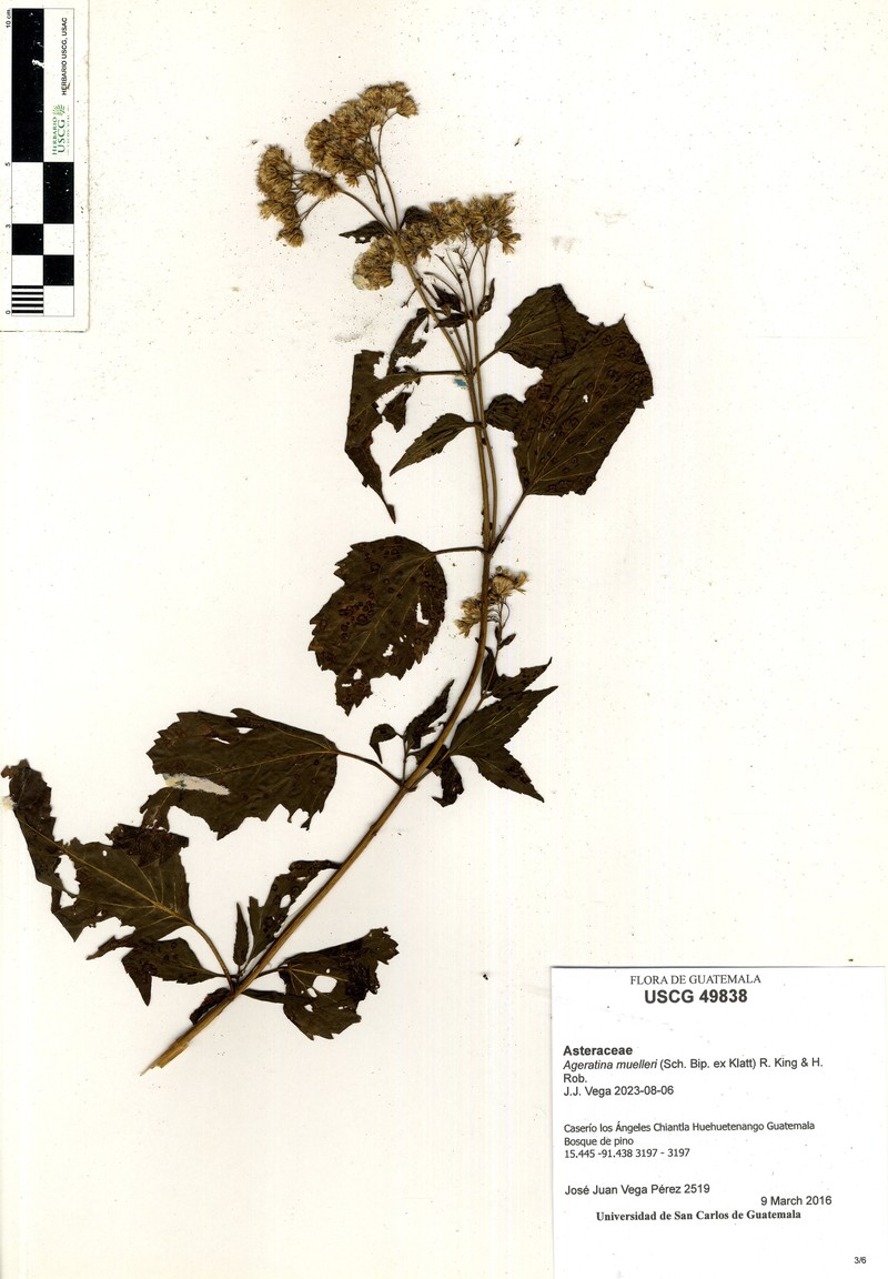 Ageratina muelleri photo 3