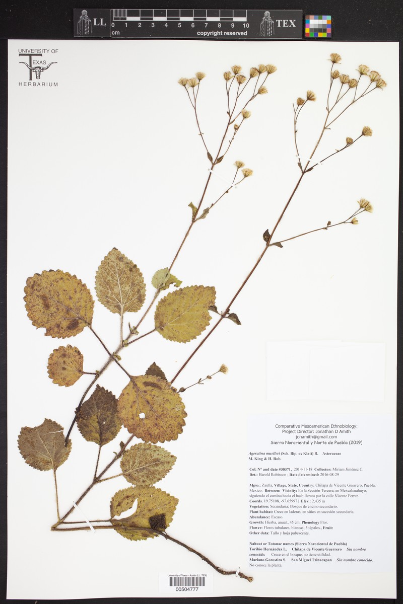 Ageratina muelleri photo 4