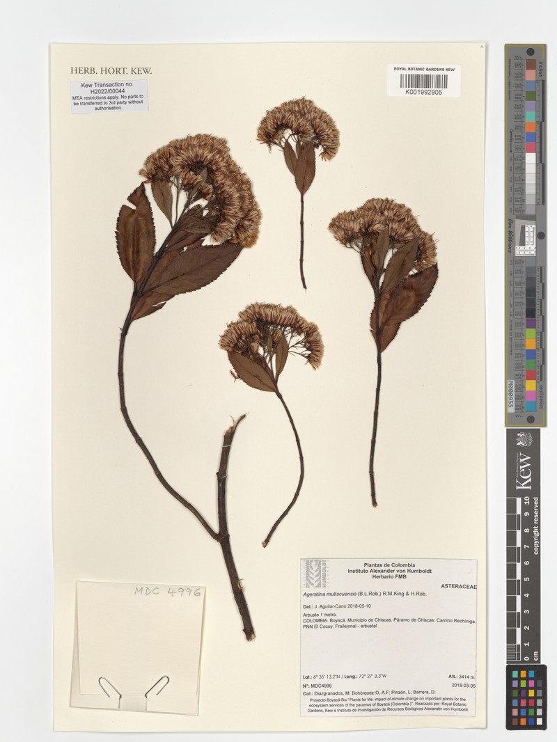 Ageratina mutiscuensis
