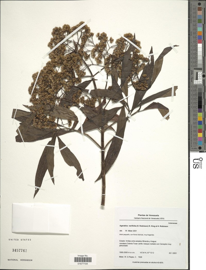 Ageratina neriifolia