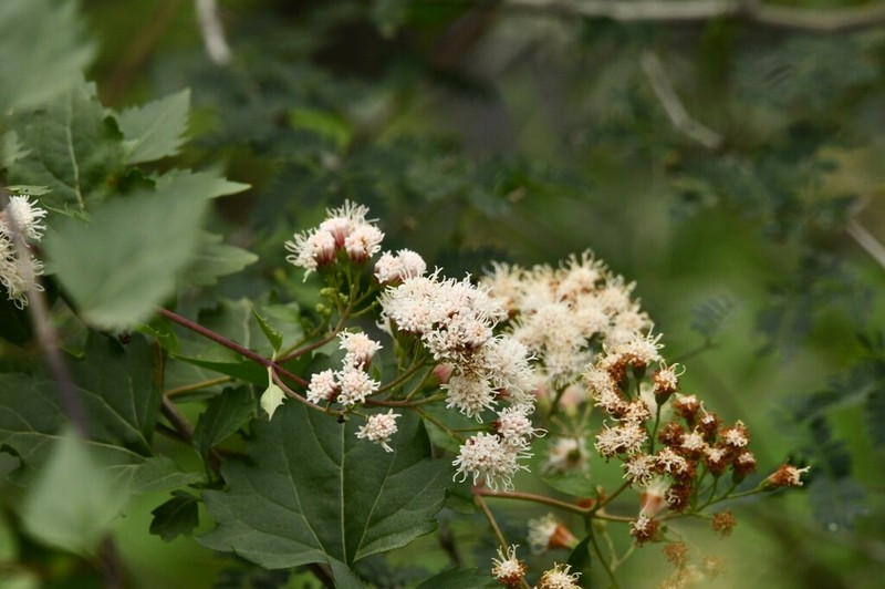 Ageratina nesomii photo 5