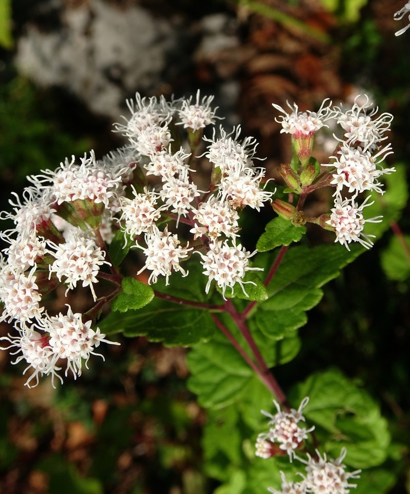 Ageratina nesomii photo 2