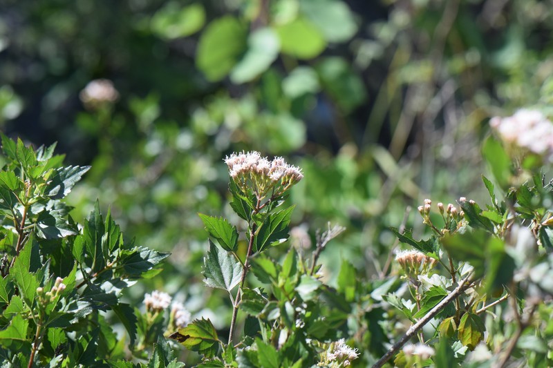 Ageratina nesomii photo 3