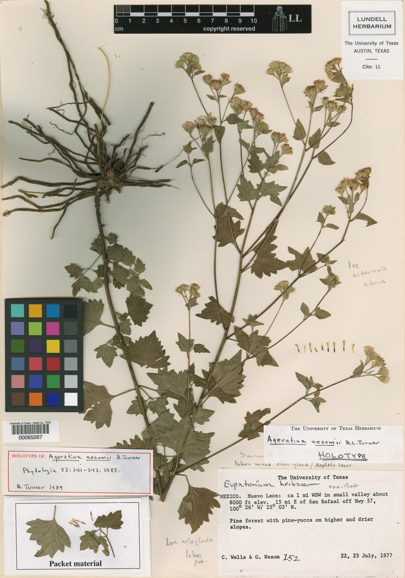 Ageratina nesomii photo 4