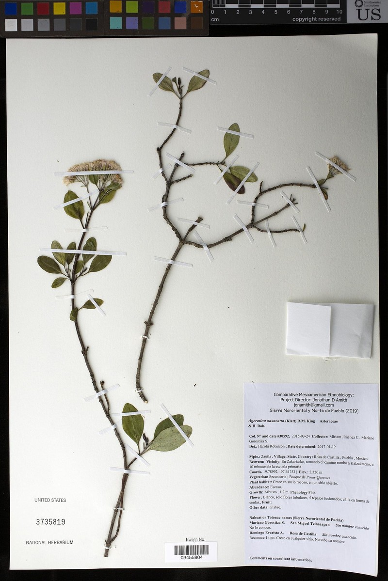 Ageratina oaxacana photo 2