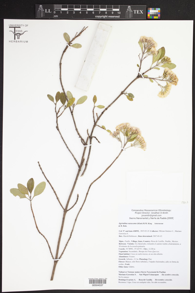 Ageratina oaxacana