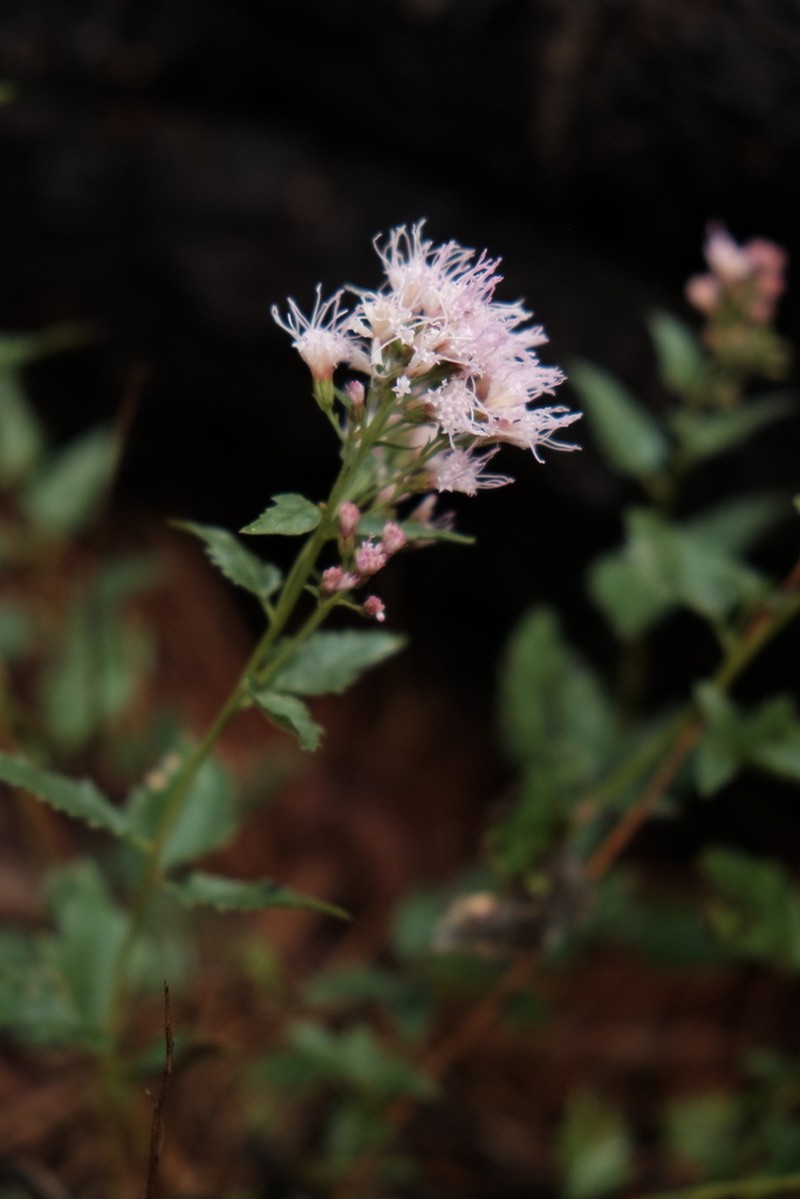 Western Snakeroot photo 2