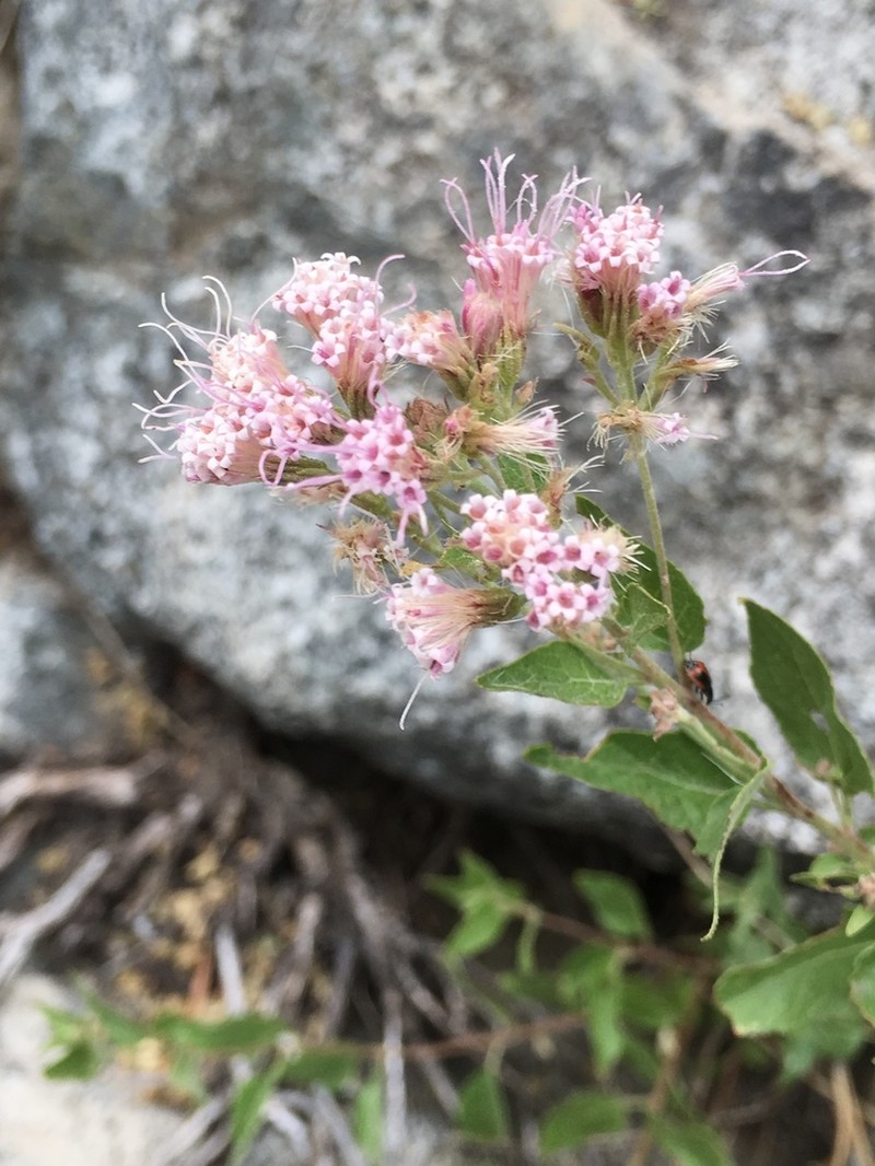 Western Snakeroot photo 3