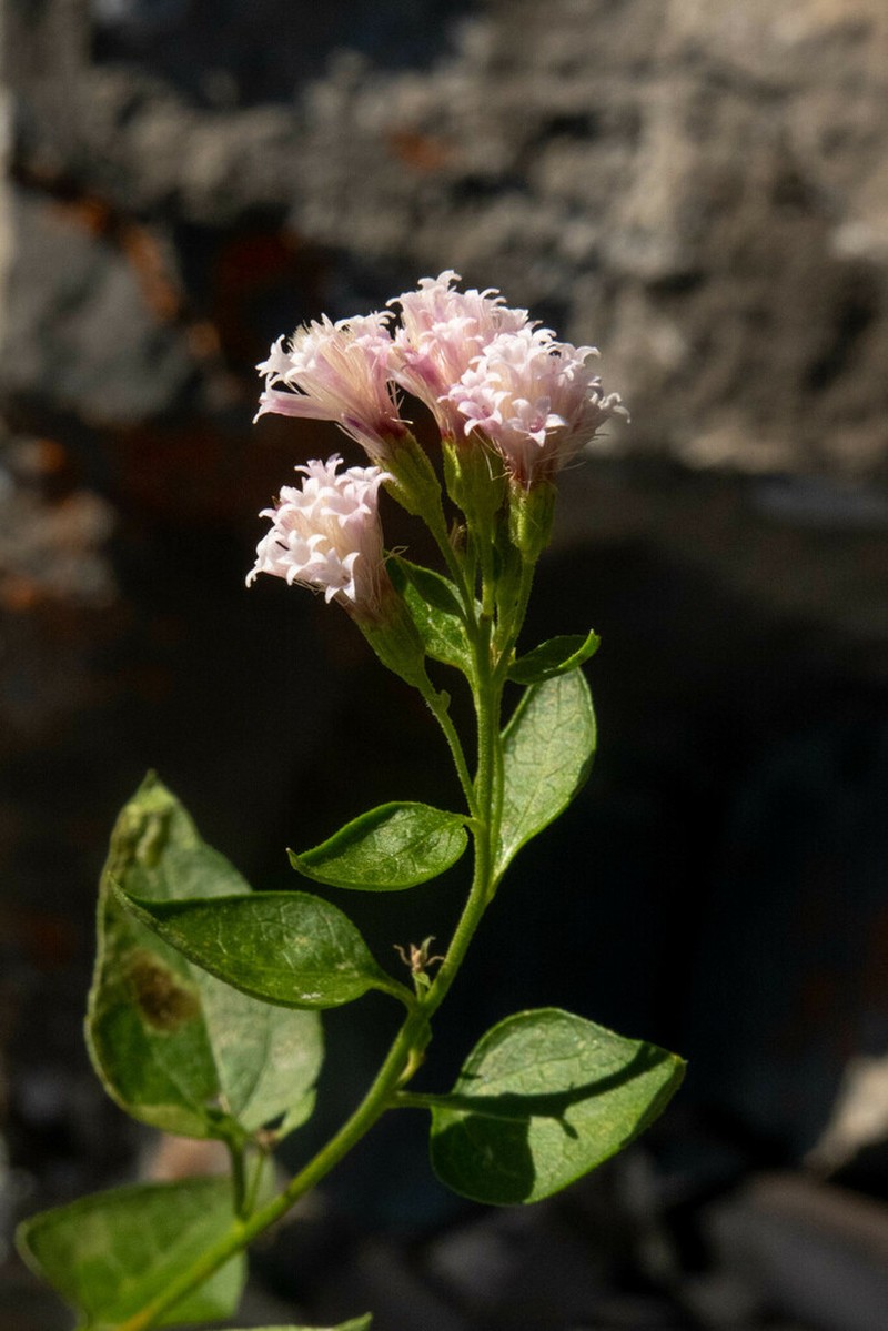 Western Snakeroot photo 4