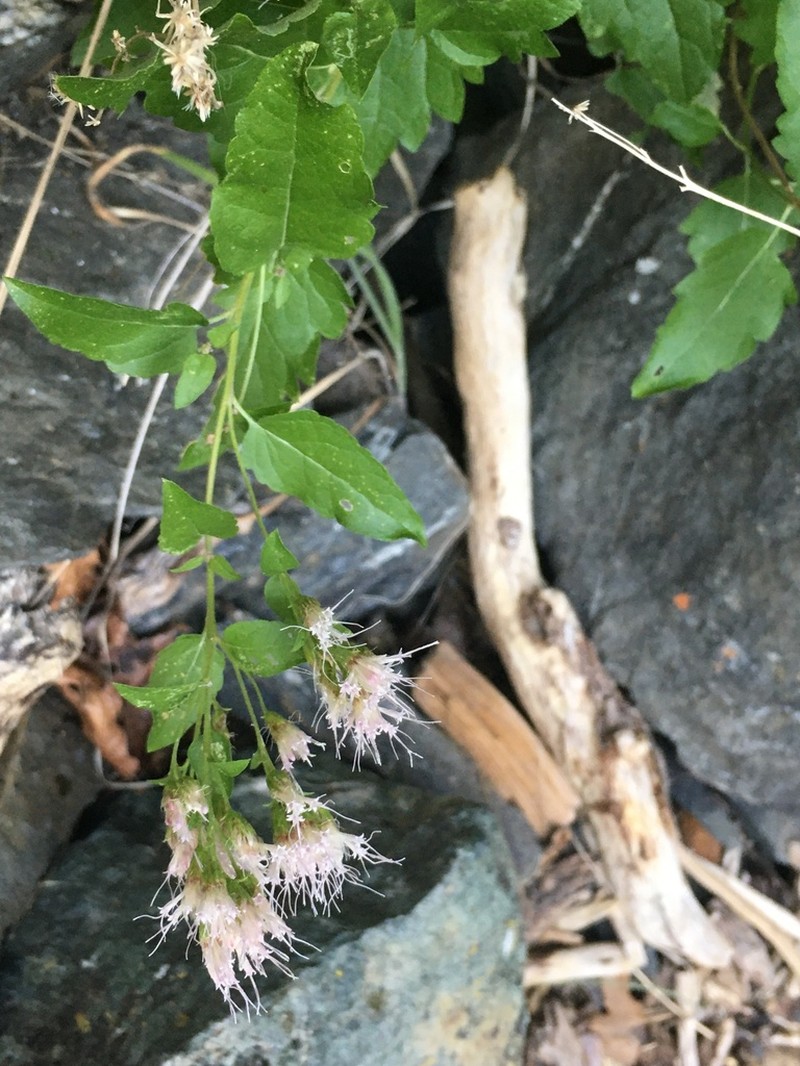 Western Snakeroot photo 5