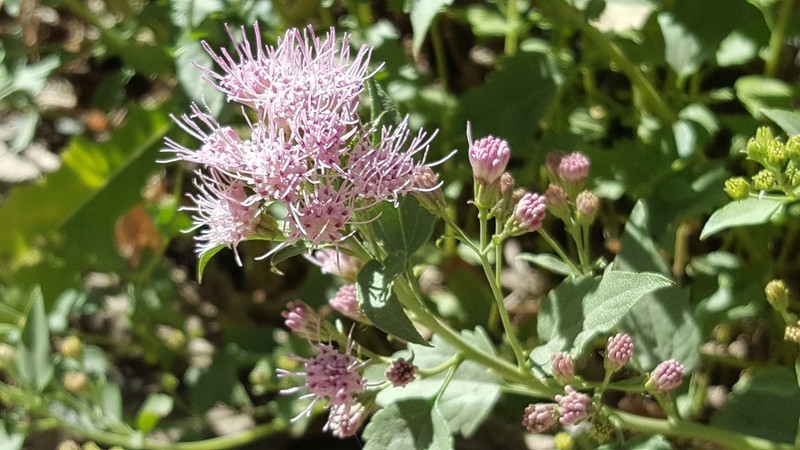 Western Snakeroot photo 6