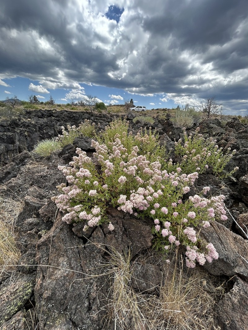 Western Snakeroot photo 7