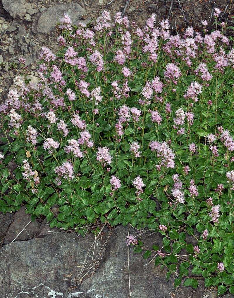 Western Snakeroot photo 8