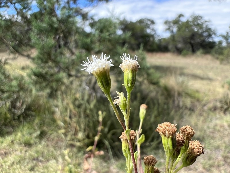 Ageratina oligocephala