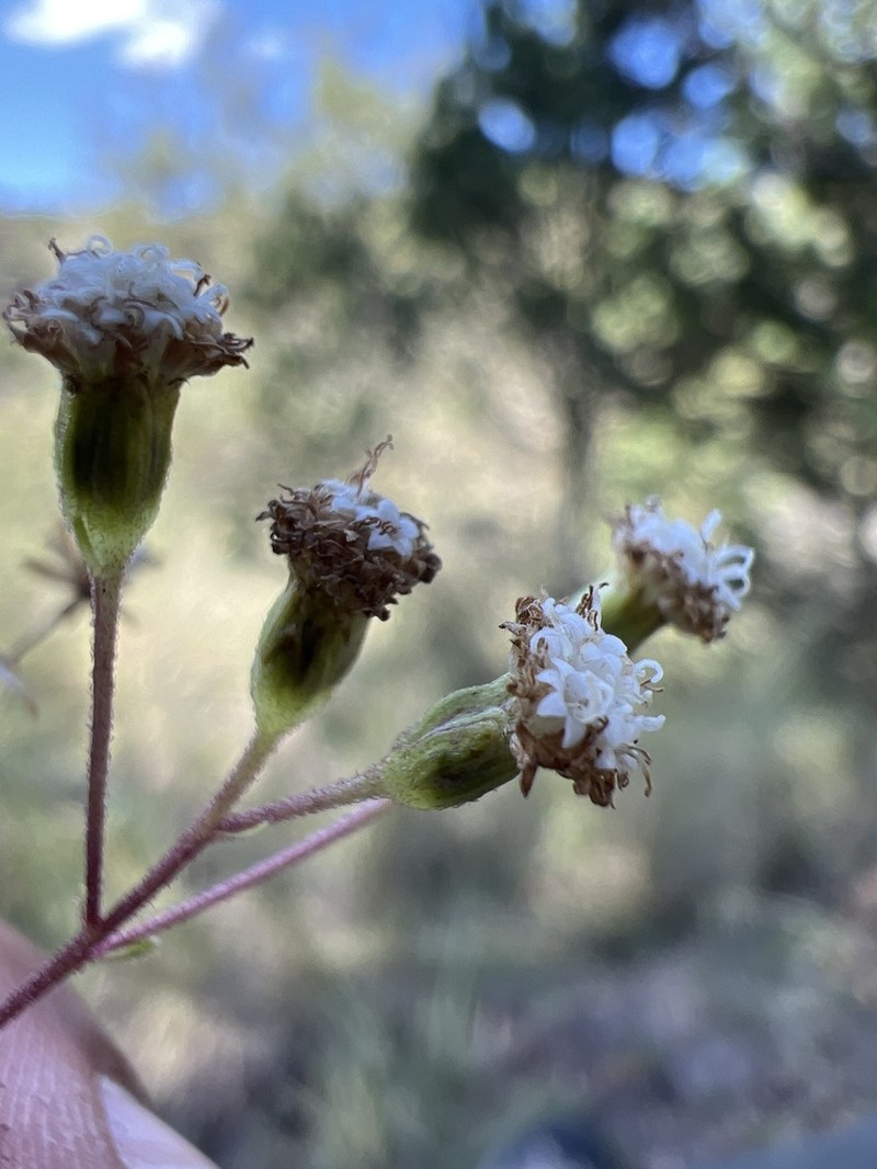 Ageratina oligocephala photo 2