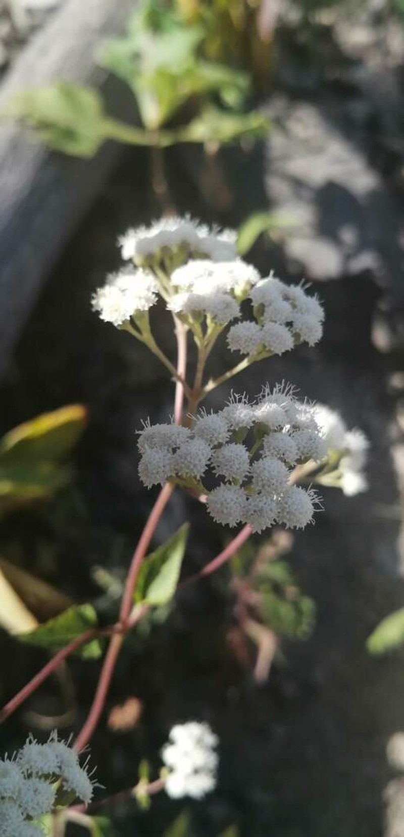 Ageratina oligocephala photo 3