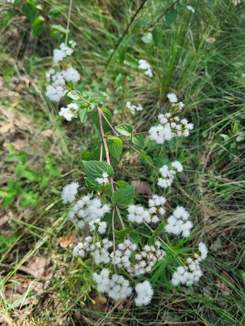 Ageratina oligocephala photo 4