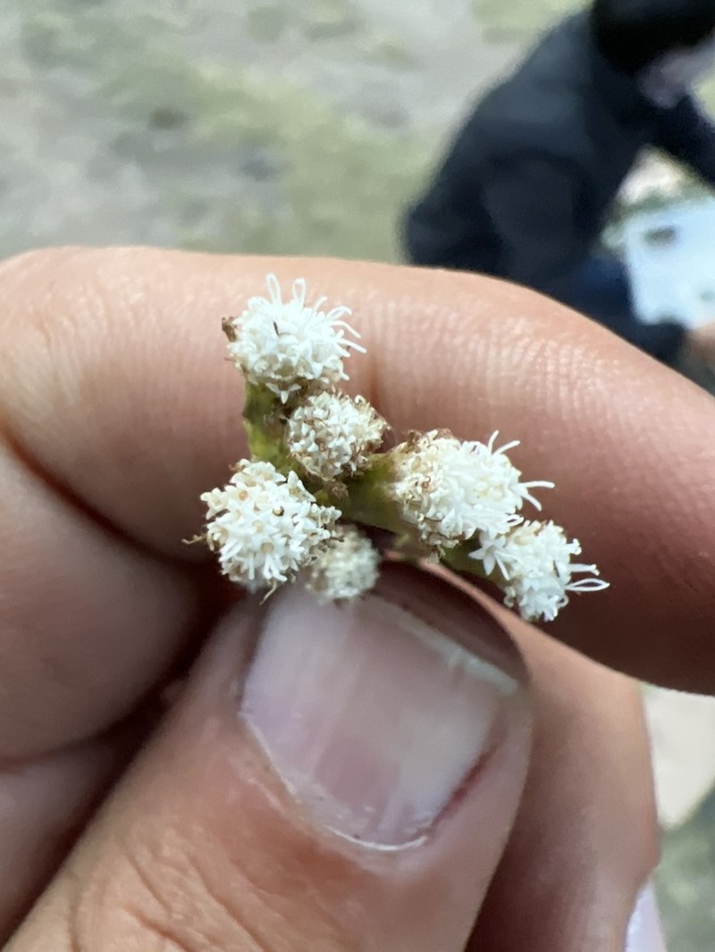 Ageratina oligocephala photo 5