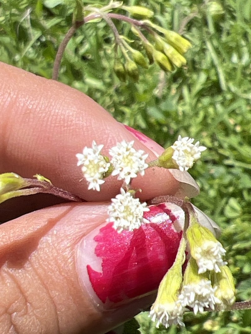 Ageratina oligocephala photo 6