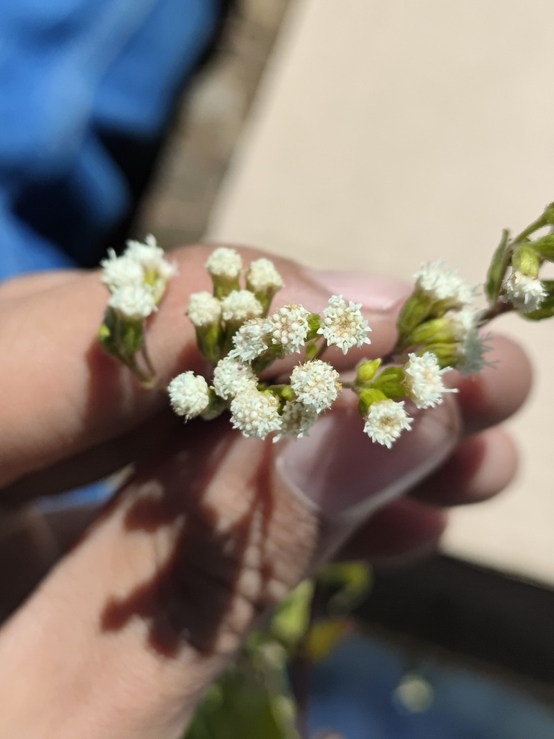 Ageratina oligocephala photo 7